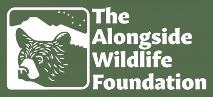 The Alongside Wildlife Foundation bumper sticker
